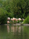 FZ006060 Chilean flamingos (Phoenicopterus chilensis).jpg